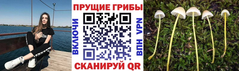 Галлюциногенные грибы Psilocybe  Спас-Деменск 